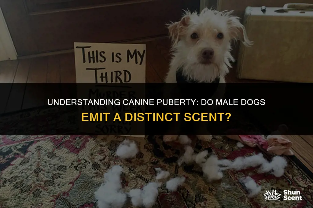 do male dogs smell when going through puberty