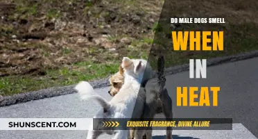 Understanding Canine Behavior: Do Male Dogs Smell When in Heat?