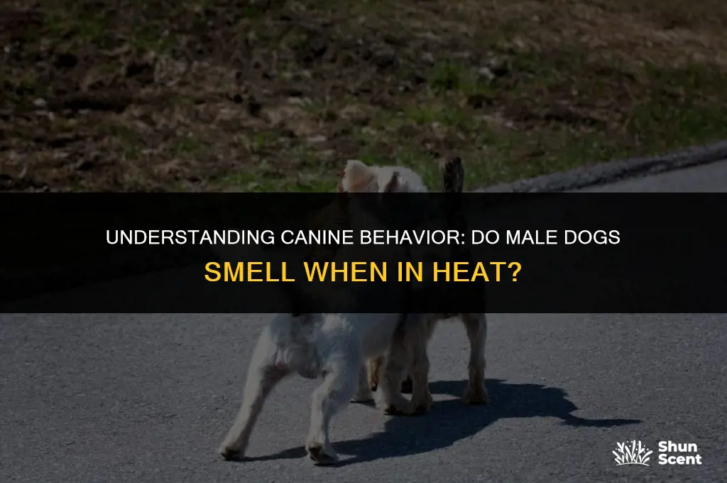 do male dogs smell when in heat