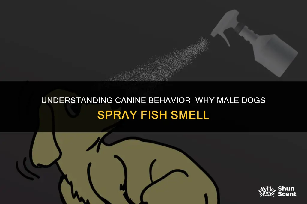 do male dogs spray fish smell