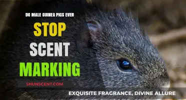 Understanding Male Guinea Pig Scent Marking: Does It Ever Stop?