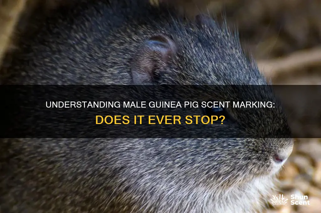 do male guinea pigs ever stop scent marking