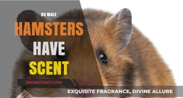 Do Male Hamsters Have a Scent? Uncovering the Truth