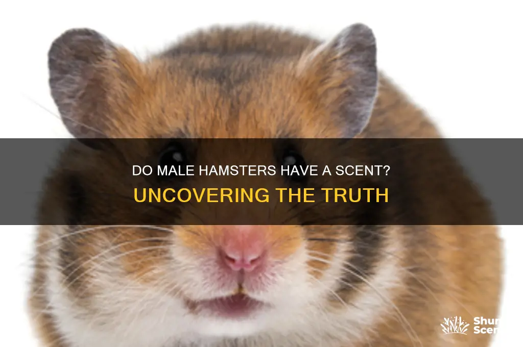 do male hamsters have scent