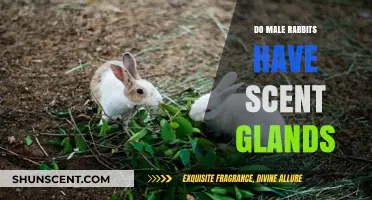 Do Male Rabbits Have Scent Glands? Uncovering Bunny Secrets