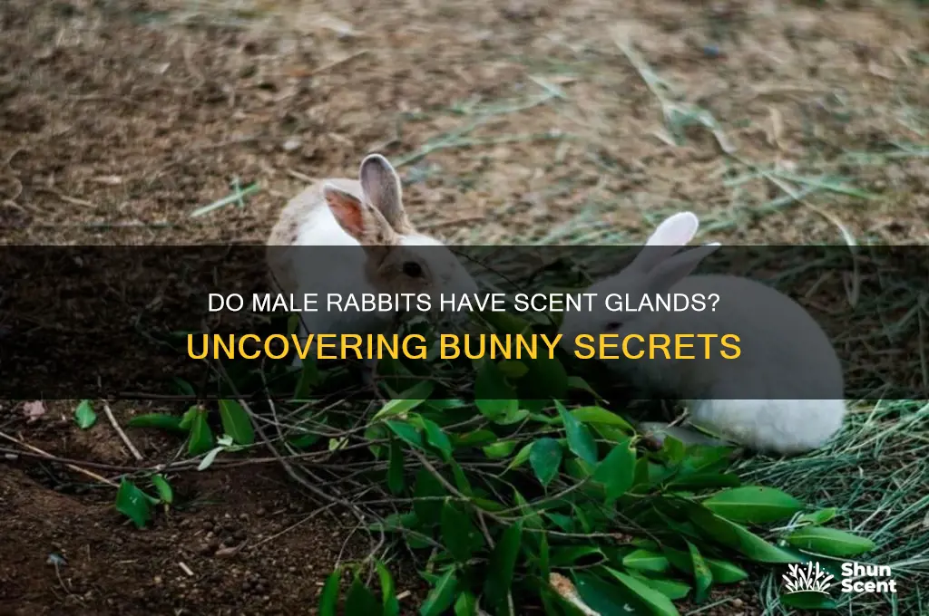 do male rabbits have scent glands