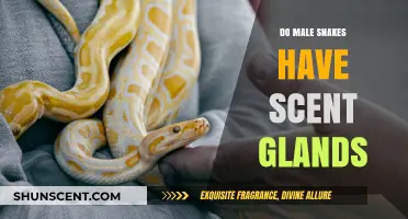 Do Male Snakes Have Scent Glands? Unveiling Reptilian Secrets