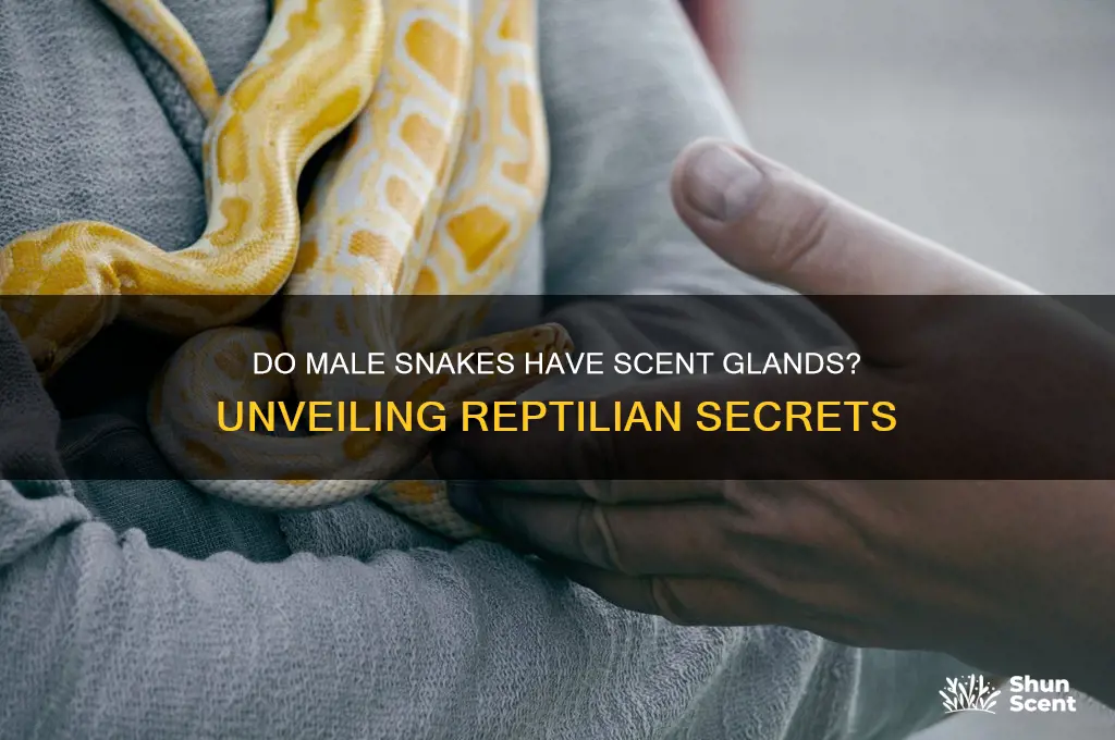 do male snakes have scent glands