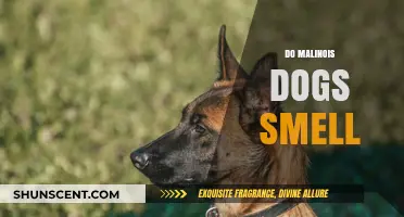 Unleashing the Scent: Do Malinois Dogs Have a Strong Smell?