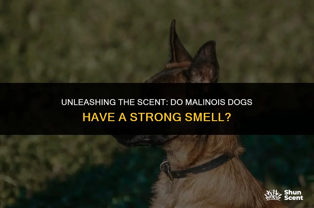 do malinois dogs smell