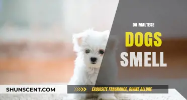 Unveiling the Truth: Do Maltese Dogs Really Have a Strong Smell?