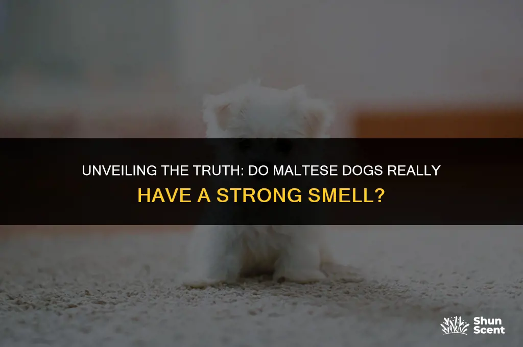 do maltese dogs smell