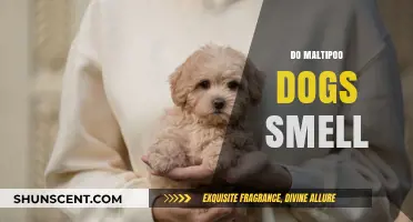 Do Maltipoos Have a Strong Odor? The Truth About Their Scent
