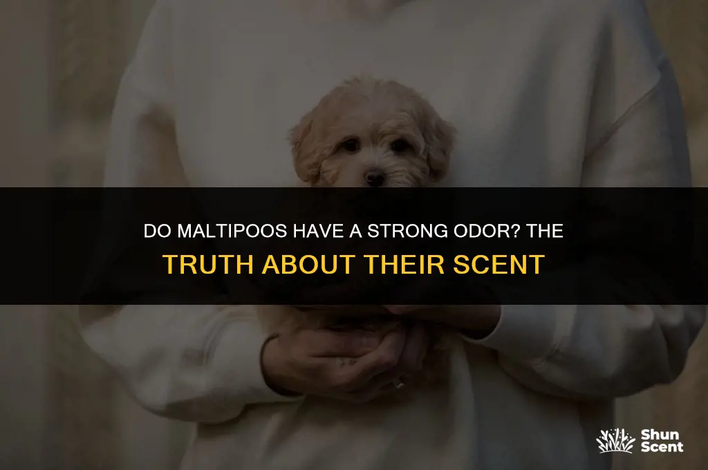 do maltipoo dogs smell