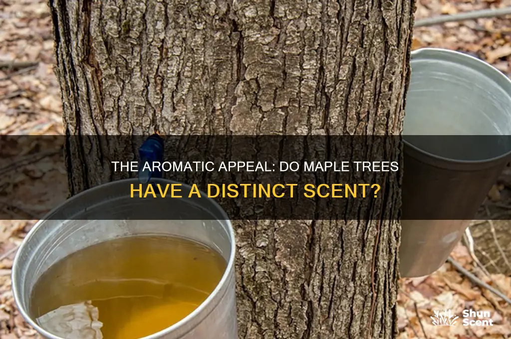 do maple trees have a scent