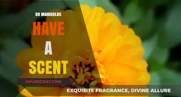 Do Marigolds Smell? Unveiling the Scent Mystery of These Vibrant Flowers