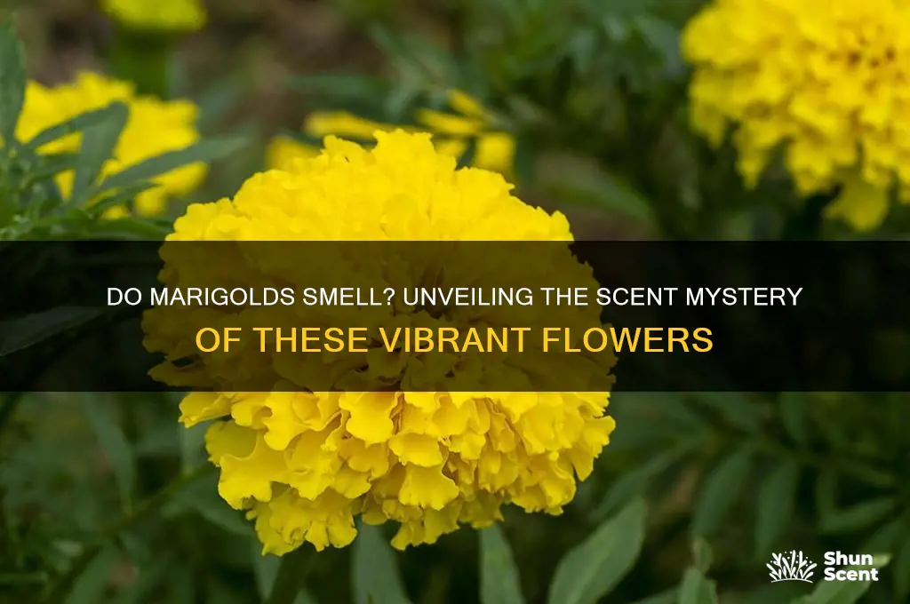 do marigolds have a scent