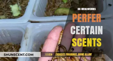 Exploring Mealworm Scent Preferences: Uncovering Their Favorite Aromas