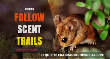 Do Mice Follow Scent Trails? Uncovering Rodent Navigation Secrets