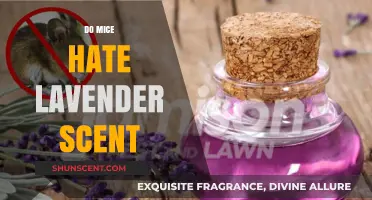 Lavender's Power: Does Its Scent Repel Mice Effectively?