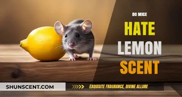 Lemon Scent: A Natural Mice Repellent or Just a Myth?