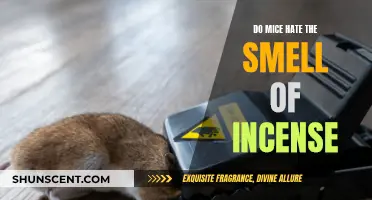 Incense Odor and Mice: A Strong Aversion?