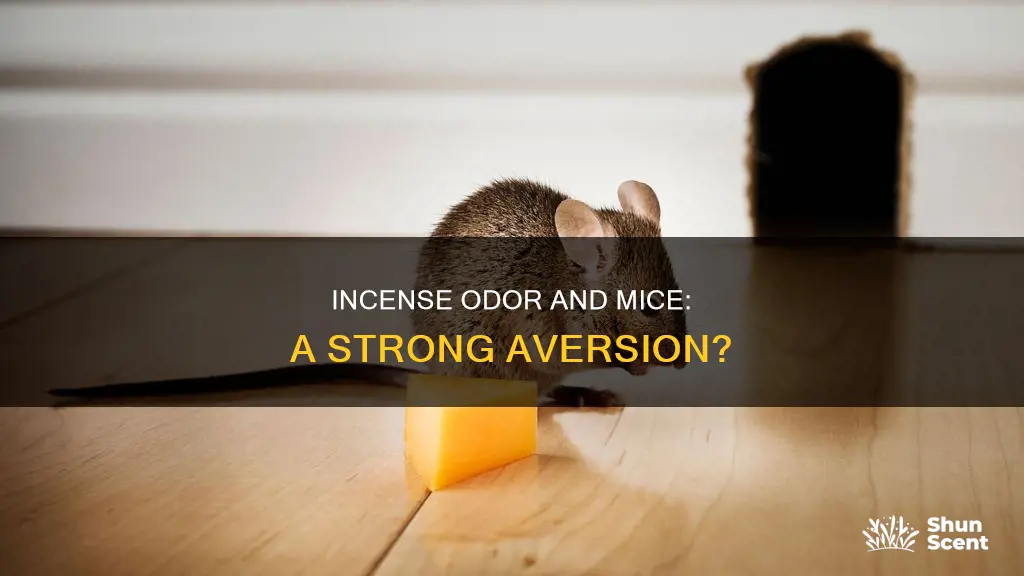 do mice hate the smell of incense