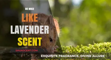 Lavender Scent: A Mice Repellent or Attractant? Unveiling the Truth
