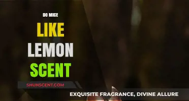 Do Mice Hate Lemon Scent? Exploring Natural Repellents That Work