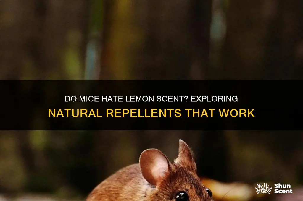 do mice like lemon scent