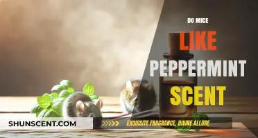 Does Peppermint Repel Mice? Uncovering the Truth About This Popular Scent