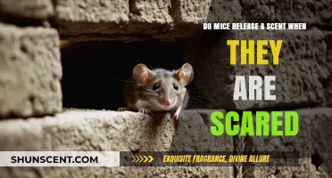 Do Scared Mice Emit a Detectable Fear Scent?
