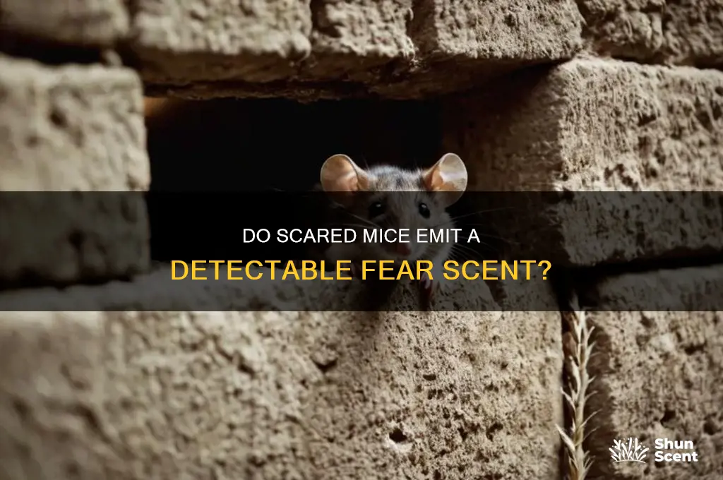 do mice release a scent when they are scared