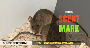 Do Mice Scent Mark? Understanding Rodent Communication and Territory