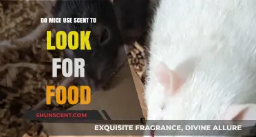 How Mice Use Scent to Locate Food: A Fascinating Survival Strategy