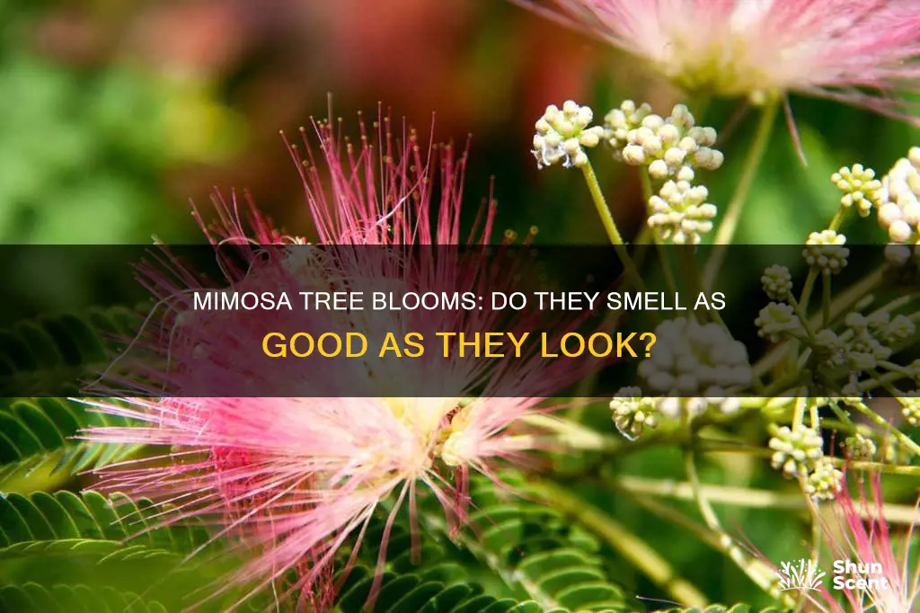 do mimosa tree blooms have a fragrance