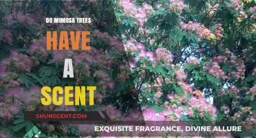 Do Mimosa Trees Smell? Unveiling Their Scent Secrets and Appeal