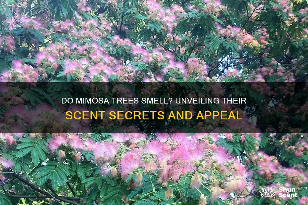 do mimosa trees have a scent
