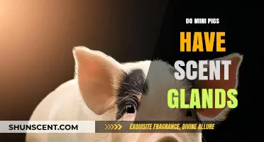 Mini Pigs and Scent Glands: Uncovering the Truth About Their Smell