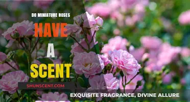 Do Miniature Roses Have a Scent? Unveiling Their Fragrant Secrets