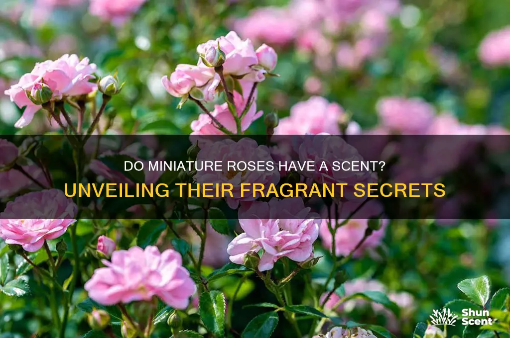 do miniature roses have a scent