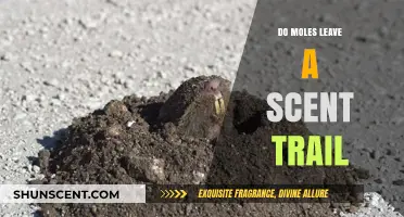 Do Moles Leave a Scent Trail? Uncovering Their Underground Navigation Secrets
