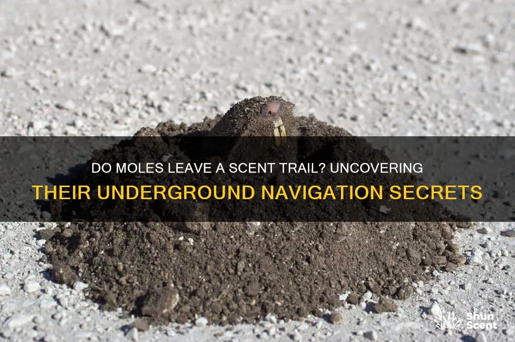 do moles leave a scent trail