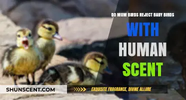 Human Scent on Baby Birds: Do Mom Birds Reject Their Young?