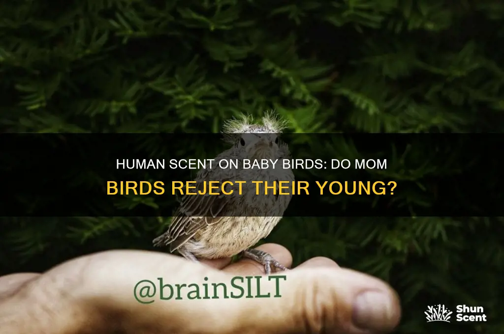 do mom birds reject baby birds with human scent