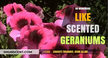 Do Monarchs Like Scented Geraniums? Exploring Butterfly Preferences