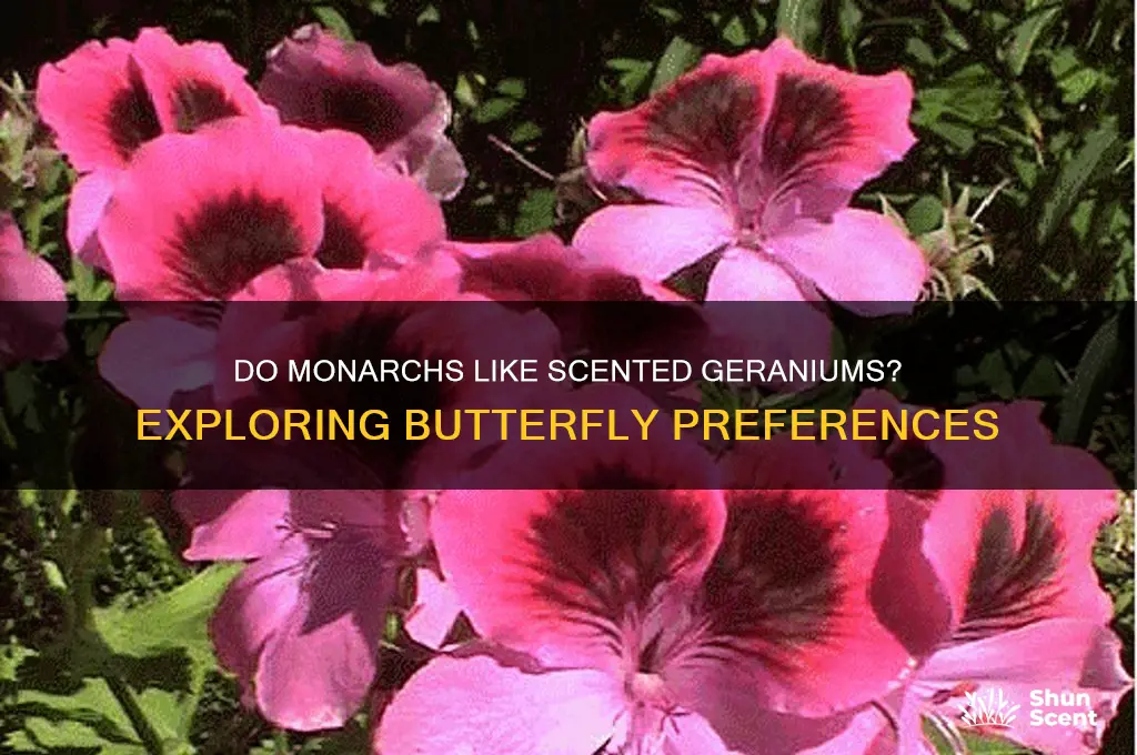do monarchs like scented geraniums