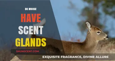 Do Moose Have Scent Glands? Uncovering Their Secret Communication Methods