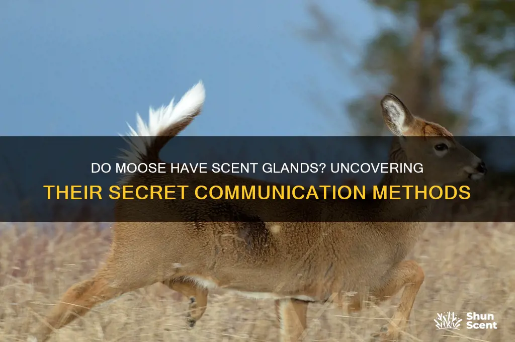 do moose have scent glands