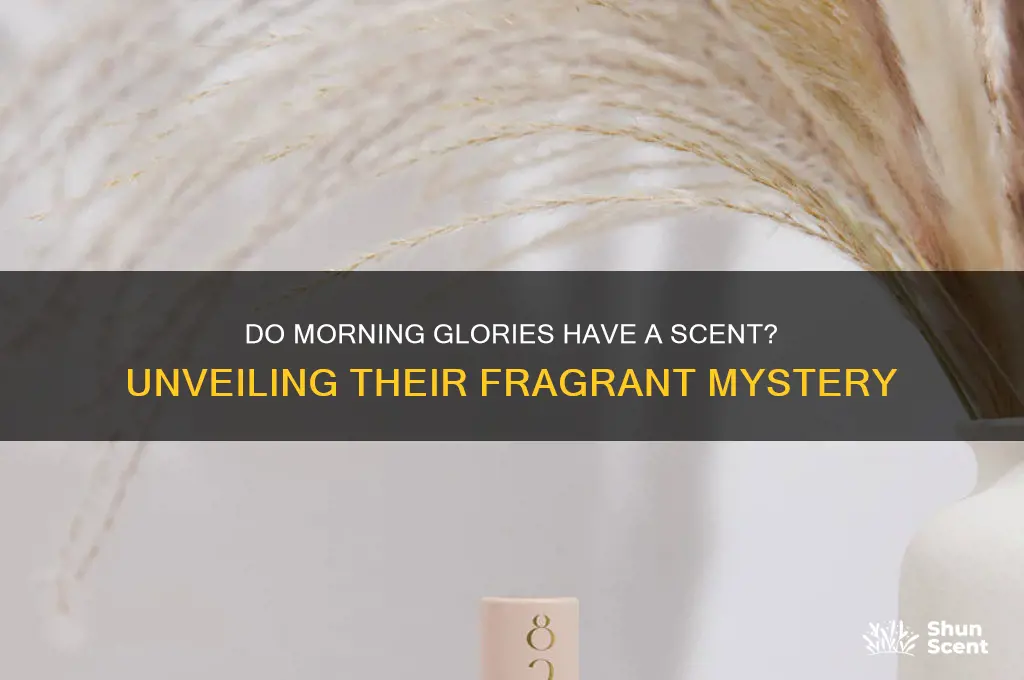 do morning glories have a scent